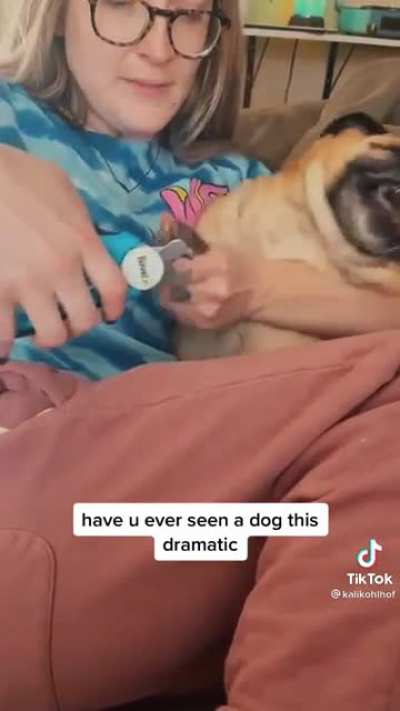 Pug doesn&rsquo;t want a manicure