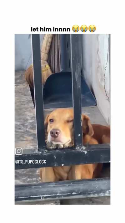 Cuteness of doggos