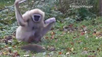 Shoo shoo!