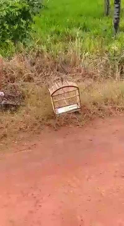 Salvadores dos p&aacute;ssaros!