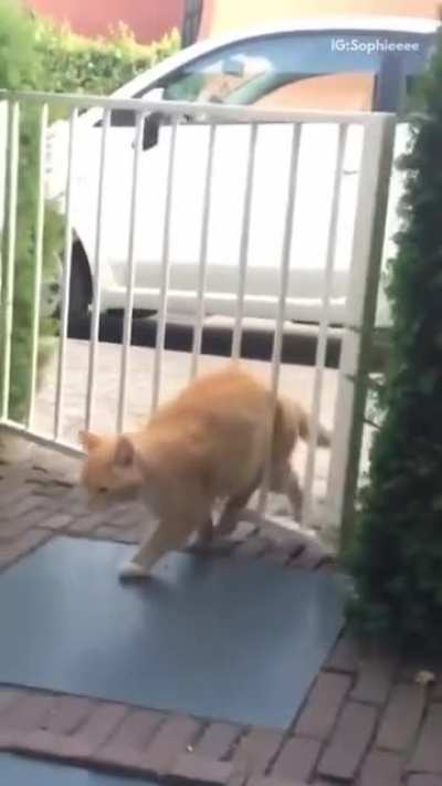 Look at this stupid chonker: