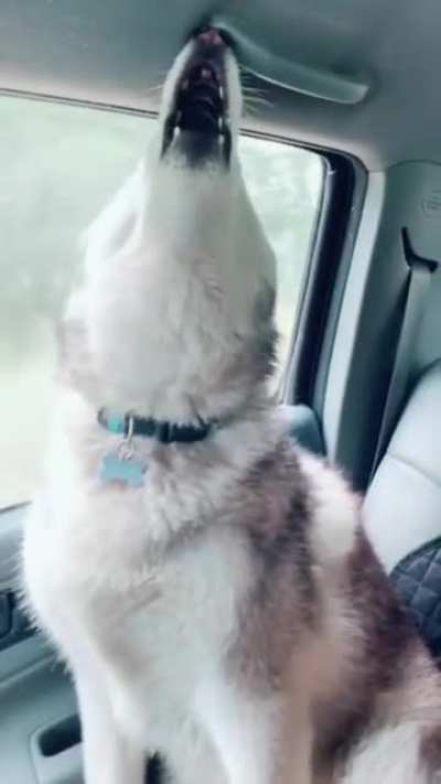 Dumb &amp;amp; Dumber w/ Dogs: "Hey, wanna hear the most annoying sound in the world?"