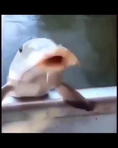 Pom
