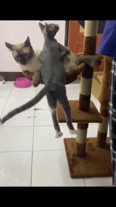 Cats