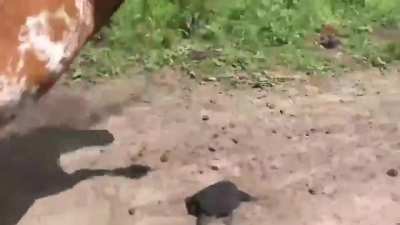 No creature enjoyed this
