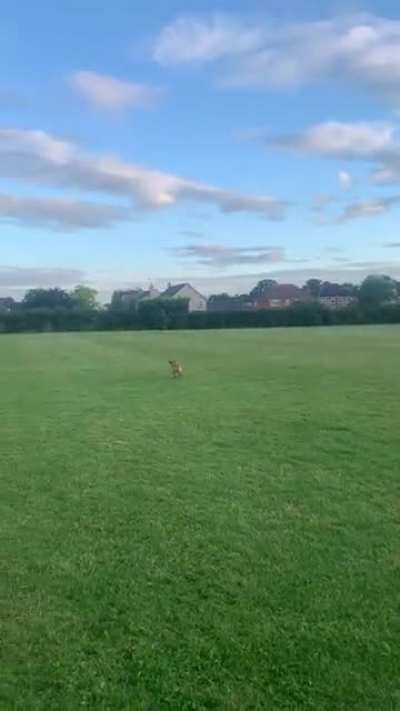woof_irl