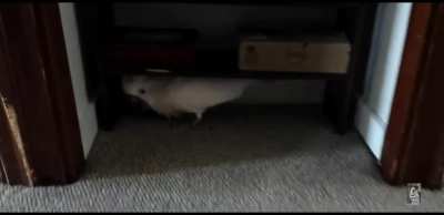 Cursed_Cockatoo