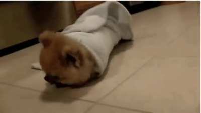 Cute Dog GIF