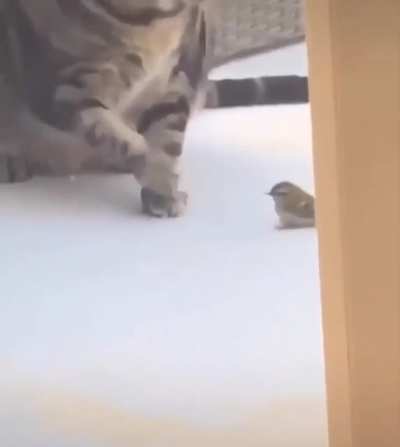 Asshole cat