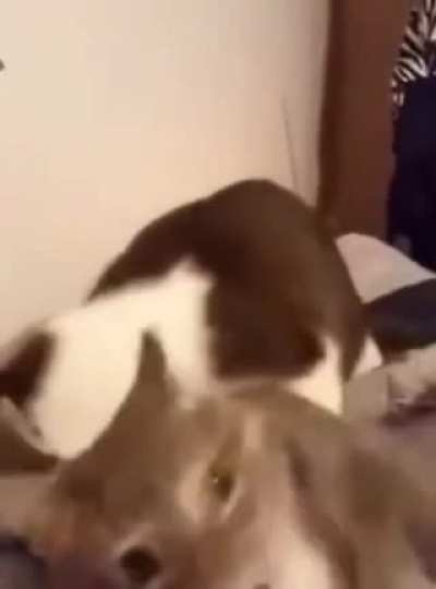 Cat biting cat but with Tom and Jerry sound