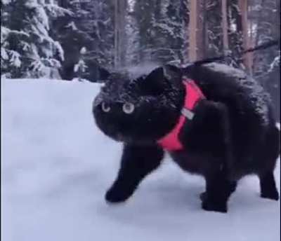 Cool cat walk 😎