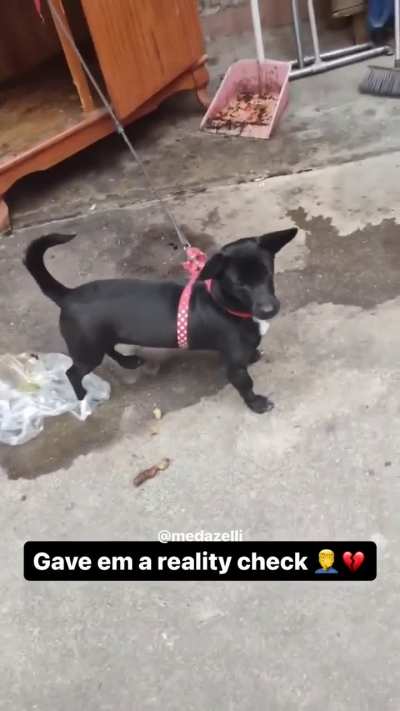 Dawg ain&rsquo;t dawging 