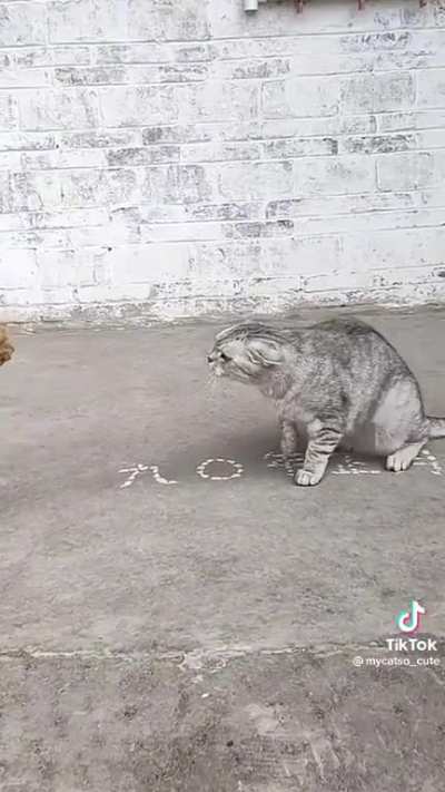 Defend yourself you orange fool!