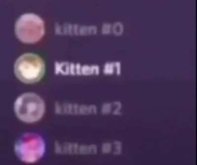 kitten