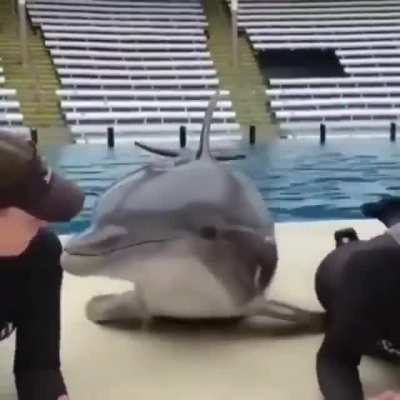 Dolphin kiss