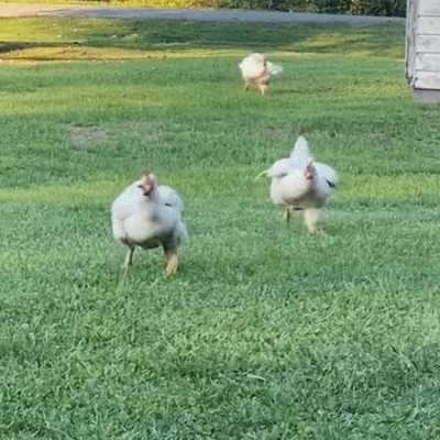 just made this gif. you may use it for whatever chickenposting purposes you require.
