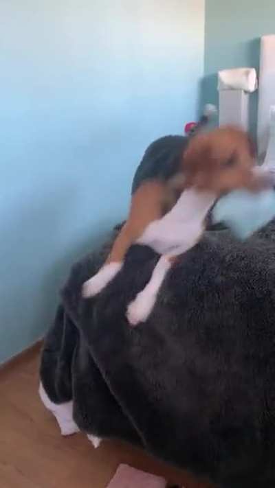 The evasive beagle boogy when he knows he has something he&rsquo;s not supposed to 🙈