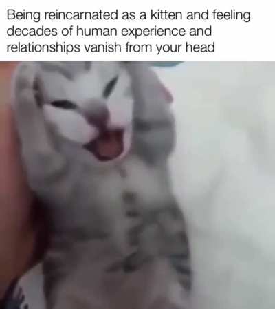 Gato