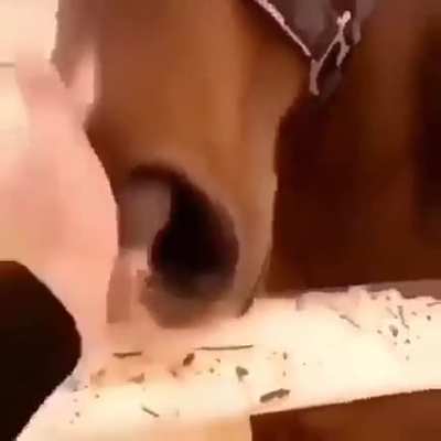 Cavalo