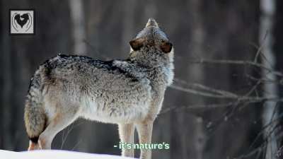 WOLF LUV