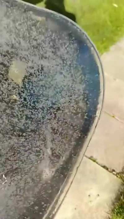 Ice