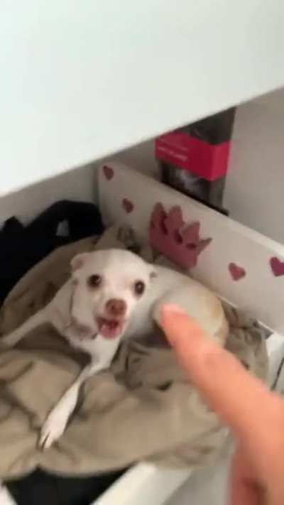 Dogs arguing