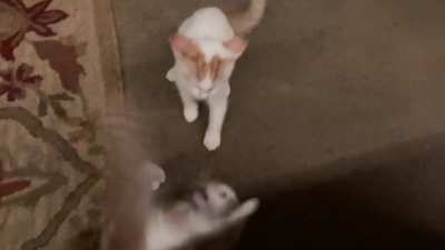 Wall