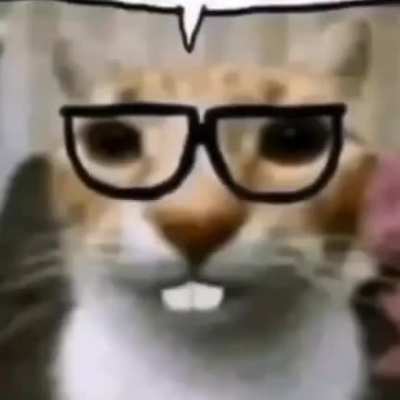 El cato