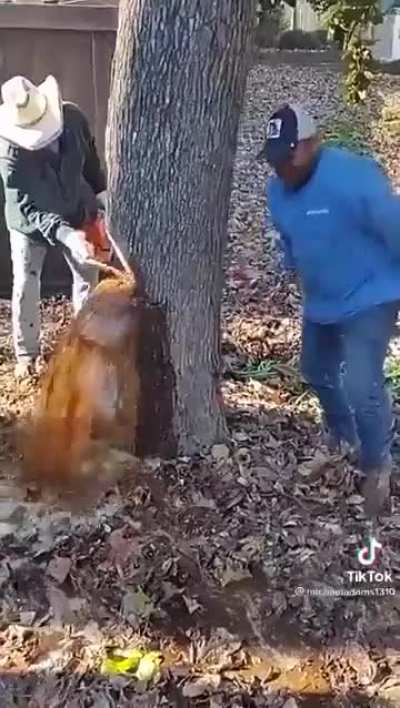 That&rsquo;s a talented tree