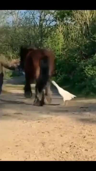 Horse makes Goose p&acirc;t&eacute;