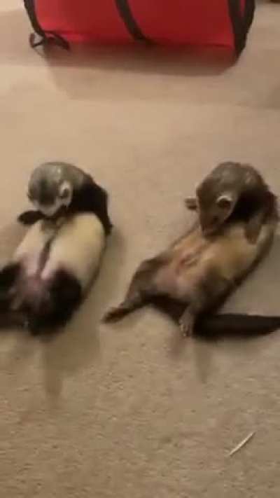 salmon oil is kryptonite for ferrets