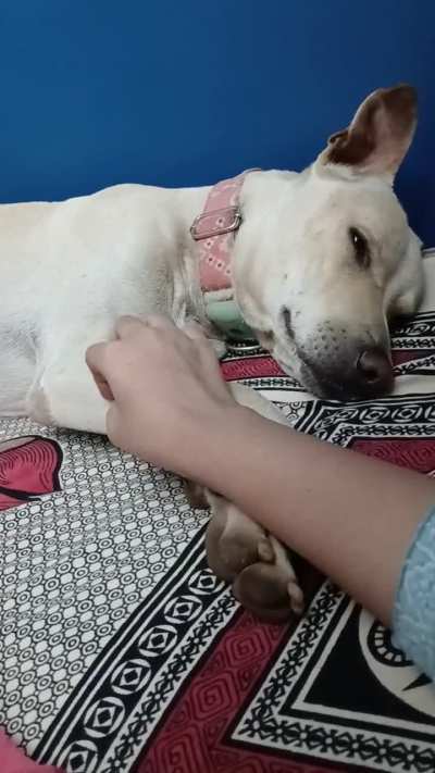 I is very tired, akka. GIB PETS 😤 🙂&zwj;&harr;️