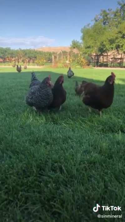 Look at all those chickens