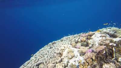 Snorkeling Red Sea