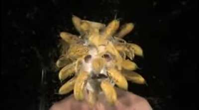 Cursed_Banana Man