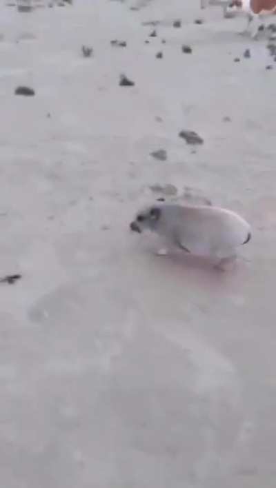 Right in the bacon