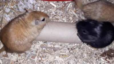 Lady and the Tramp - gerbil edition (feat. a roll of toilet paper instead of spaghettis)