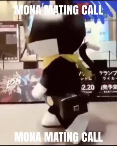 kitty