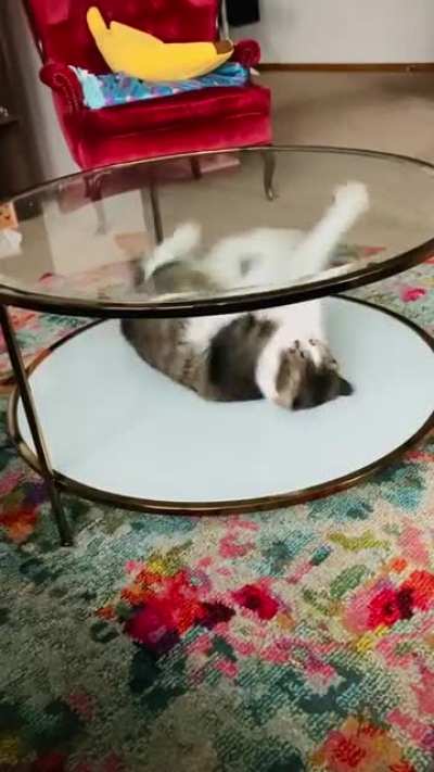 Cat taps