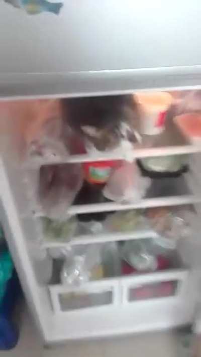GATA FRIA