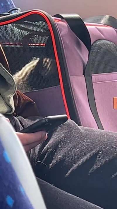 Had the pleasure of a 40 minute train ride with this yella&rsquo;