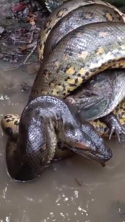 Up close and personal to an Anaconda killing an Alligator.