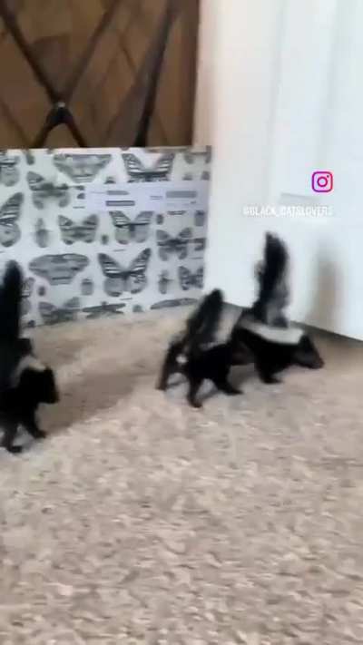 Pepe Le Pew&rsquo;s kids want a kiss