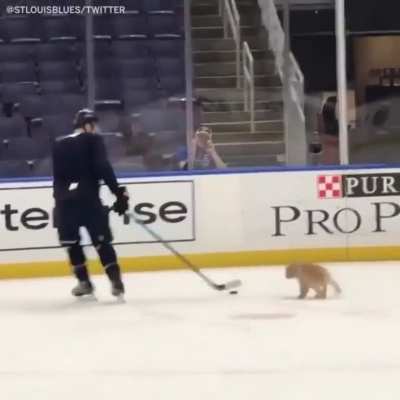 Golden Puck Retriever