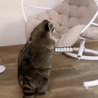 Raccoon vs Chair&hellip;
