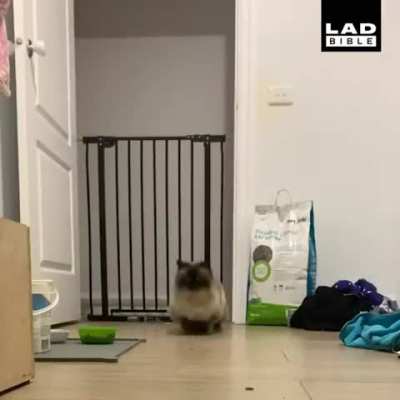 The floof jumping over the gate