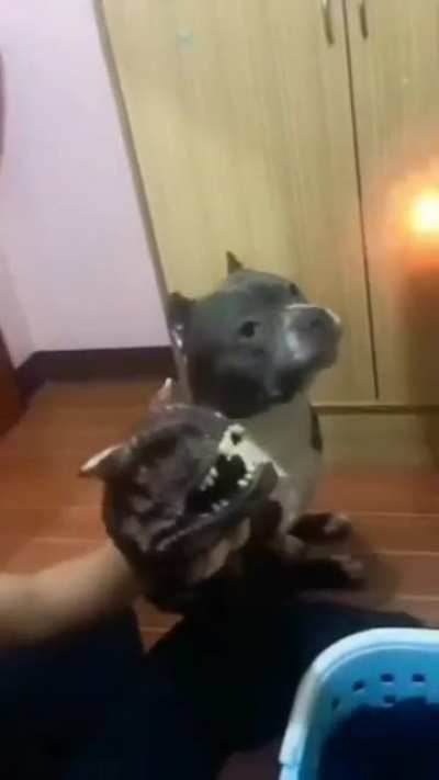 smart dog