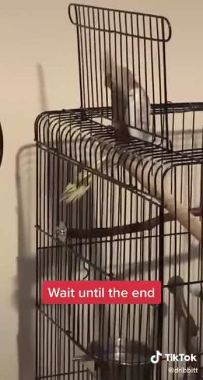 Dumbass Bird
