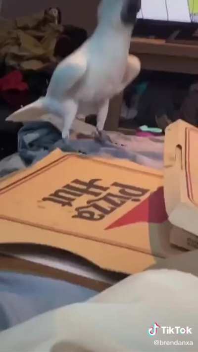 NO PIZZA