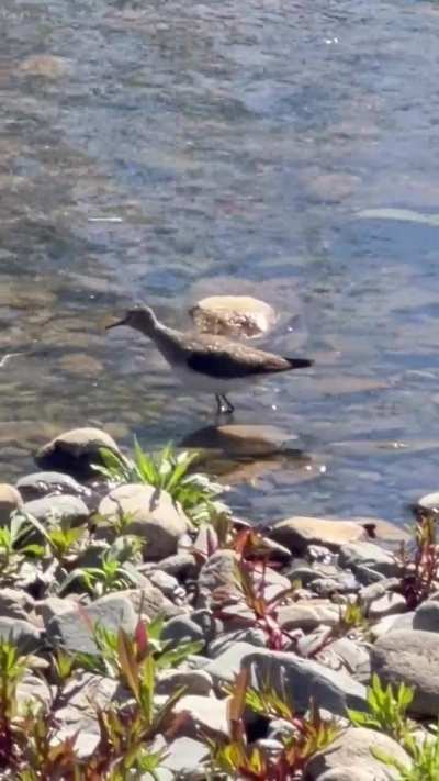 Sandpiper - Helena, MT